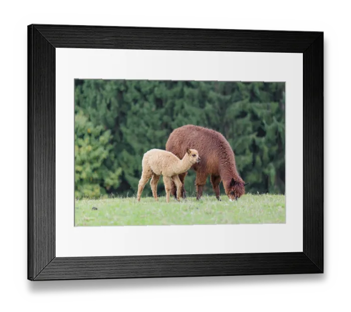 Framed Print : A young white alpaca (Vicugna pacos) stands next to its brown mother on a green meadow on hilly terrain