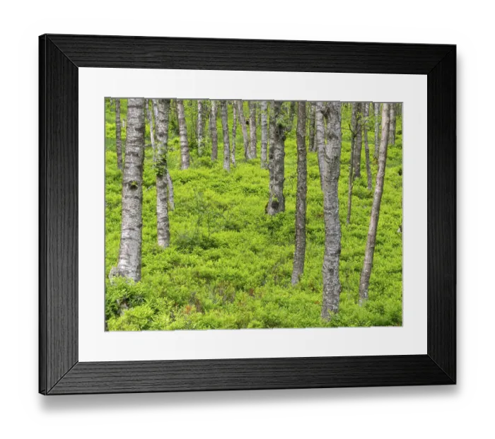 Framed Print : Carpathian birch forest (Betula pubescens) Framed Print : Carpathian birch forest (Betula pubescens)