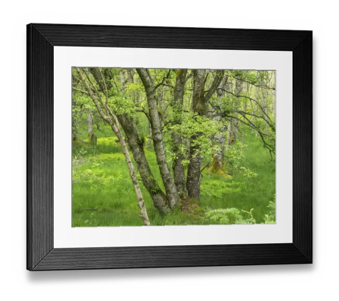 Framed Print : Carpathian birch forest (Betula pubescens)