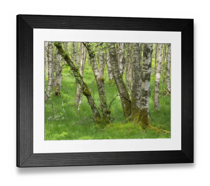 Framed Print : Carpathian birch forest (Betula pubescens) Framed Print : Carpathian birch forest (Betula pubescens)
