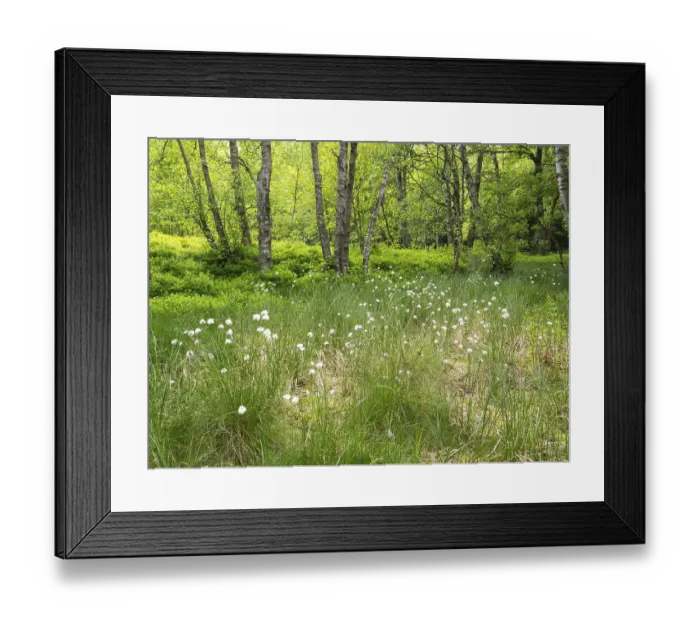 Framed Print : Carpathian birch forest (Betula pubescens)