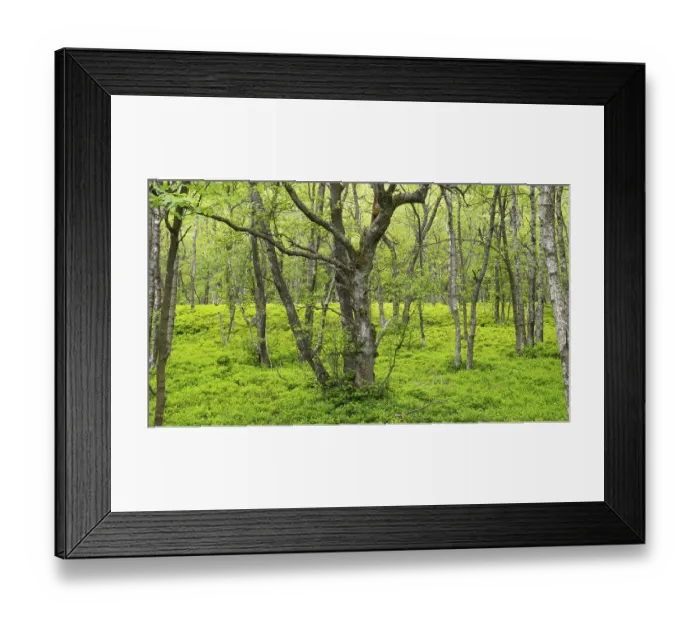 Framed Print : Carpathian birch forest (Betula pubescens)