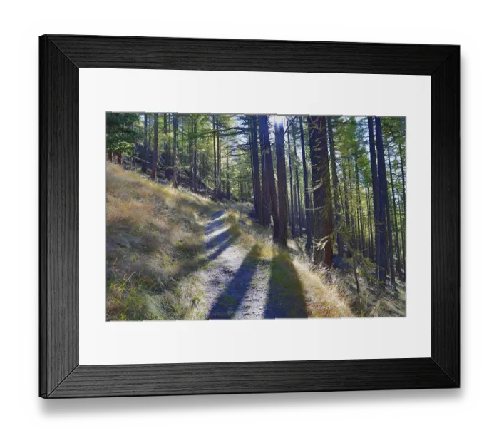 Framed Print : A shady forest trail with sunlight falling through the trees creates a relaxed atmosphere