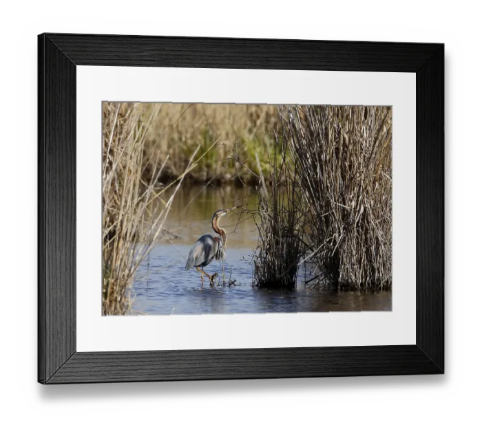 Framed Print : Purple heron Ardea purpurea fetches nesting material Framed Print : Purple heron Ardea purpurea fetches nesting material