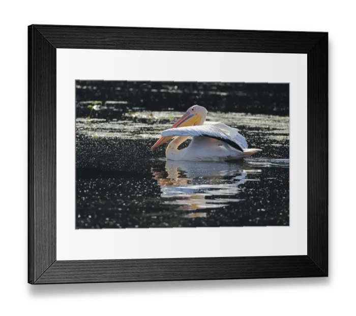 Framed Print : Great white pelican Pelecanus onocrotalus in the Danube Delta