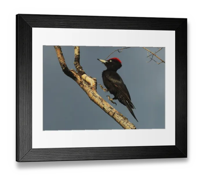 Framed Print : Black woodpecker Dryokopus martius Framed Print : Black woodpecker Dryokopus martius