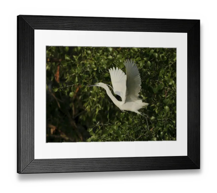 Framed Print : Little egretta garzetta flying from a tree Framed Print : Little egretta garzetta flying from a tree