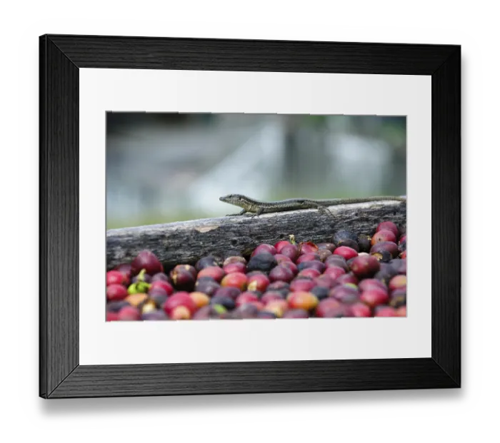 Framed Print : Lizard and fresh coffee grains Framed Print : Lizard and fresh coffee grains