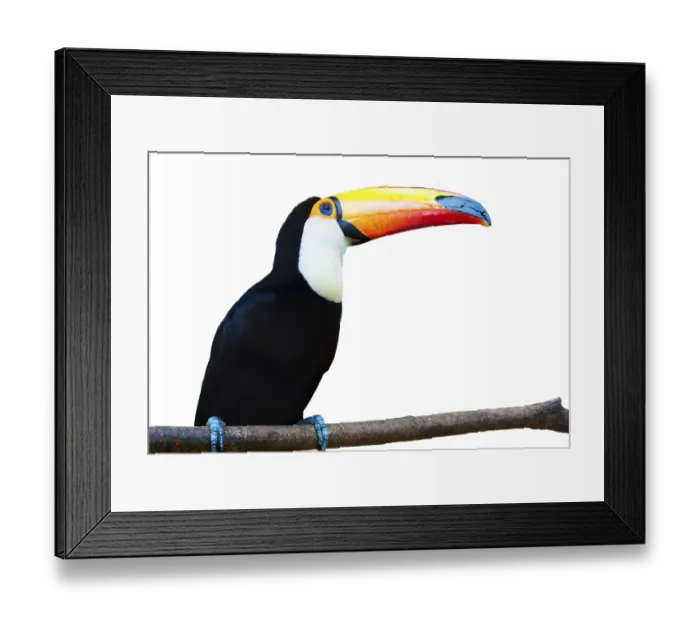 Framed Print : A beautiful portrait of a toucan against a white background