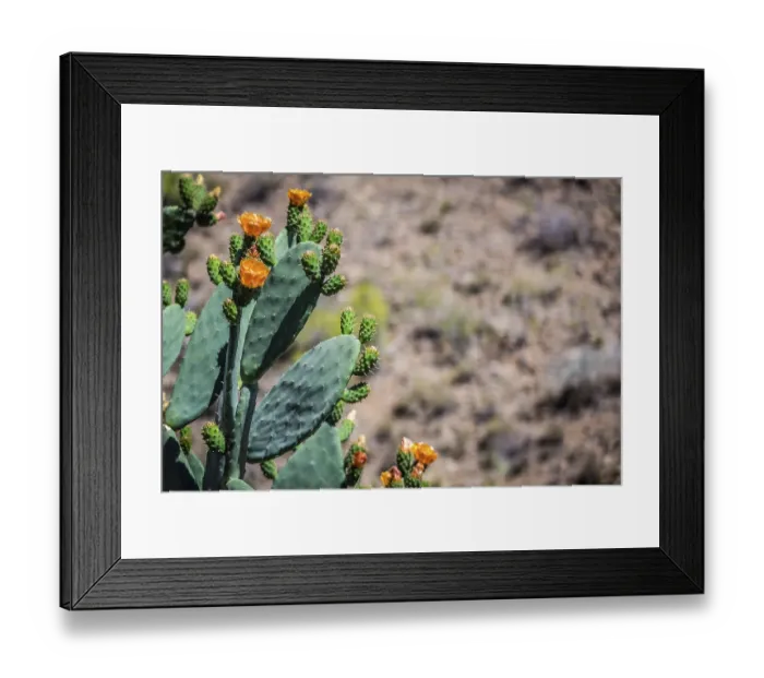 Framed Print : Large cactus with the mountains of Gran Canaria in the background Framed Print : Large cactus with the mountains of Gran Canaria in the background