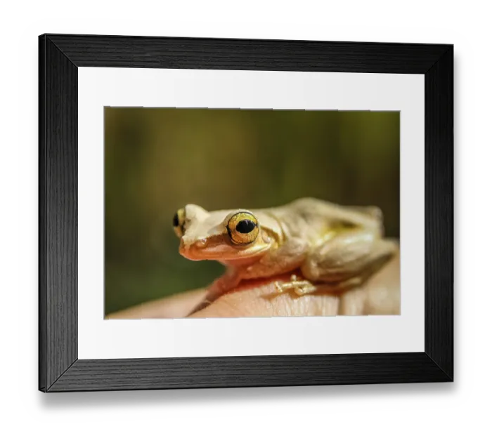 Framed Print : Small madagascar frog on a human hand Framed Print : Small madagascar frog on a human hand