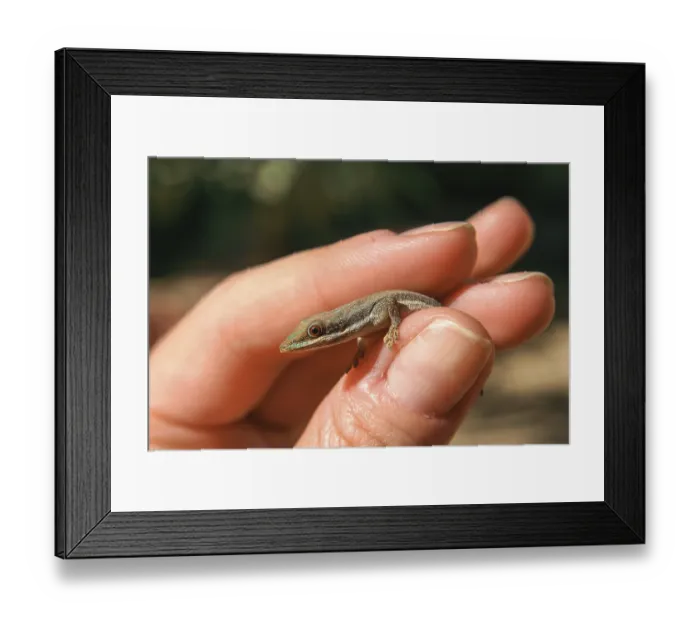 Framed Print : Small madagascar gecko in human hand Framed Print : Small madagascar gecko in human hand