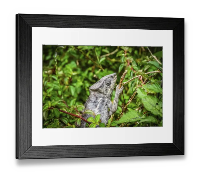 Framed Print : Small chameleon in the tropical madagascar rainforest