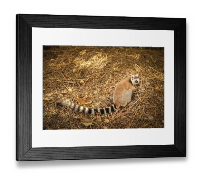 Framed Print : Small ring tailed lemur eating orange skin in National Reserve Framed Print : Small ring tailed lemur eating orange skin in National Reserve