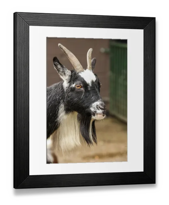 Framed Print : Head of a black and white goat at zoo