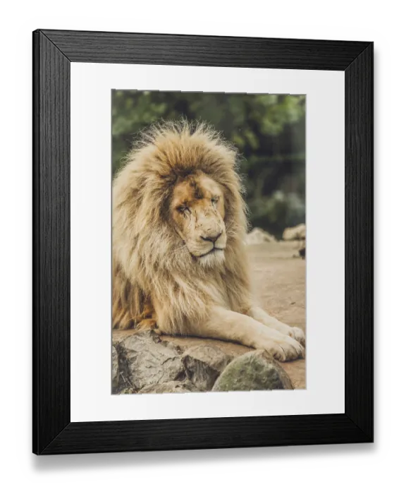 Framed Print : Portrait of an old lion sitting on a rock