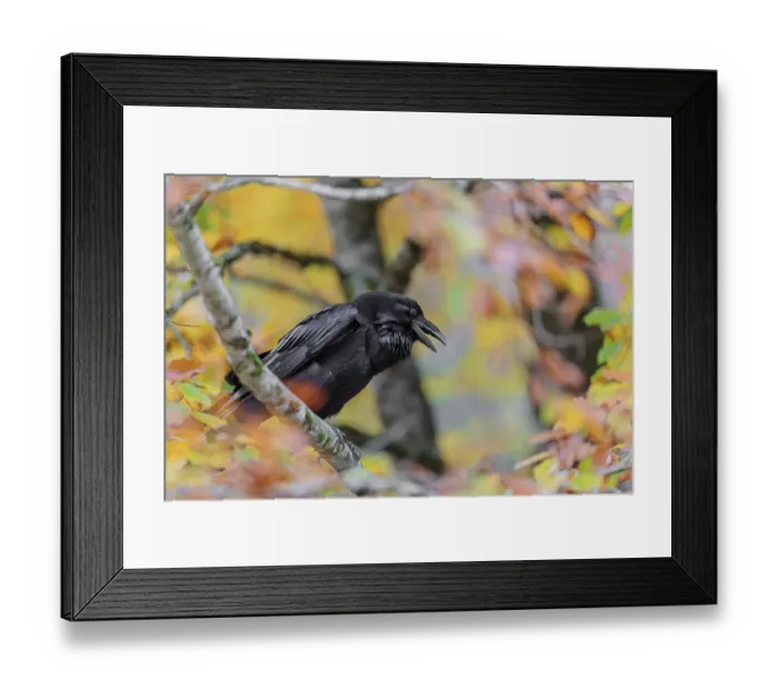 Framed Print : A common raven (Corvus corax) sits in an autumnal colored tree