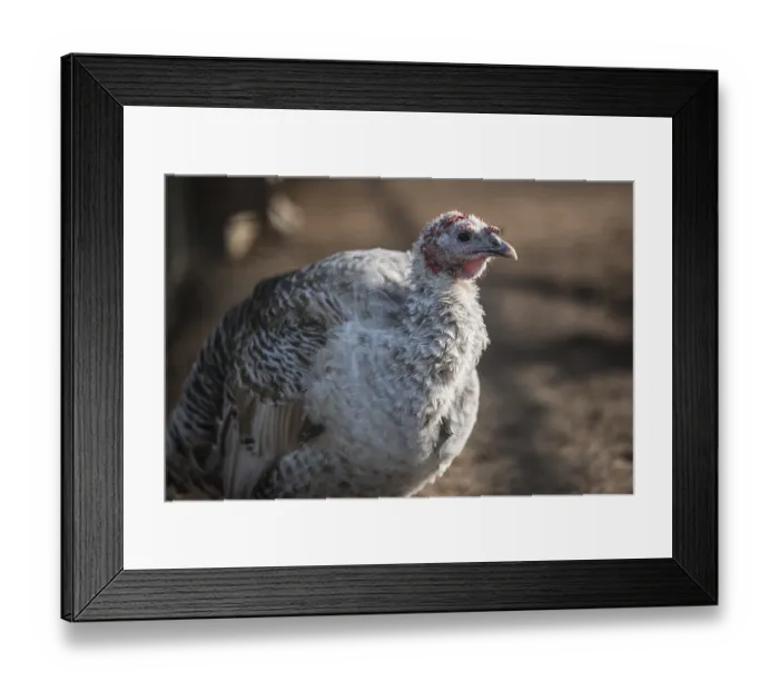 Framed Print : Turkey in Lubin, Poland Framed Print : Turkey in Lubin, Poland