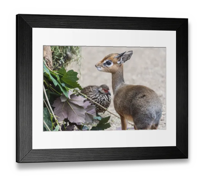 Framed Print : Small mammal dikdik and bird in the bacground Framed Print : Small mammal dikdik and bird in the bacground