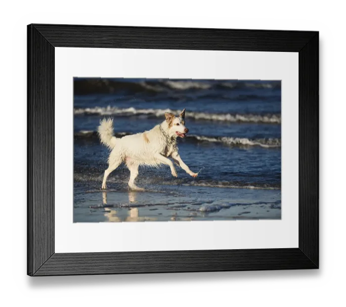 Framed Print : White dog bathes in the sea, Poland Framed Print : White dog bathes in the sea, Poland
