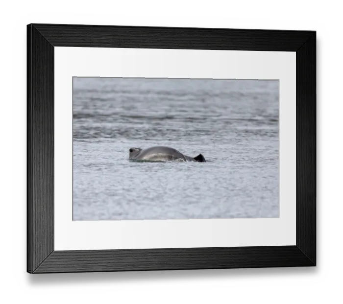 Framed Print : When the young Harbour porpoises (Phocoena phocoena) break the surface of the water