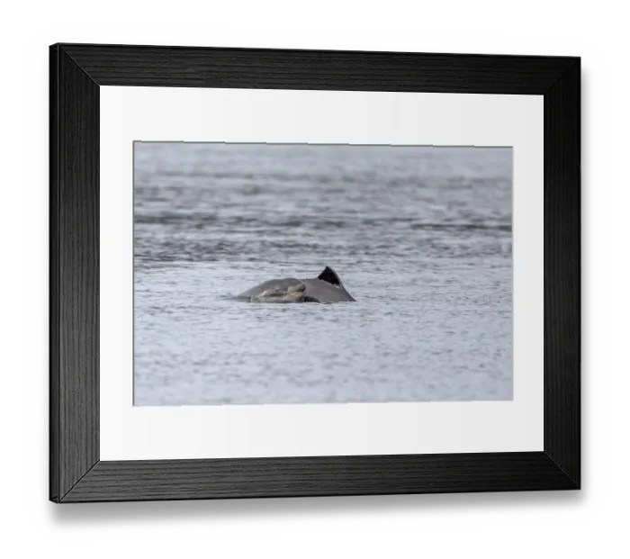Framed Print : In contrast to adult Harbour porpoises (Phocoena phocoena)