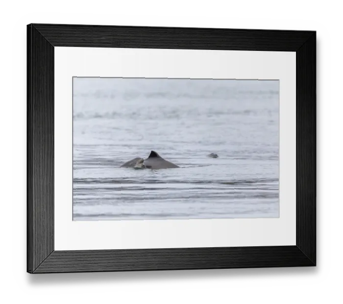 Framed Print : A baby Harbour porpoise (Phocoena phocoena)