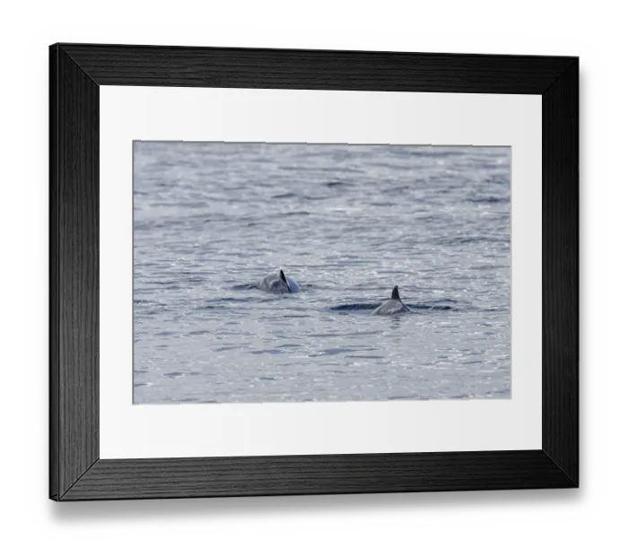 Framed Print : Two Harbour porpoises (Phocoena phocoena) in search of a school of fish Framed Print : Two Harbour porpoises (Phocoena phocoena) in search of a school of fish