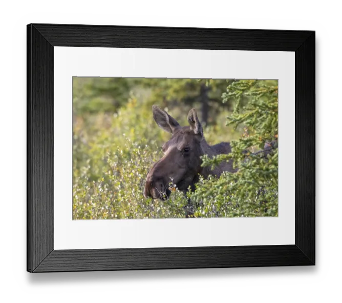 Framed Print : Moose (Alces alces), cow, female