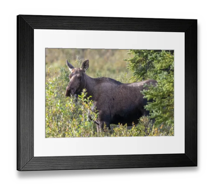 Framed Print : Moose (Alces alces), cow, female Framed Print : Moose (Alces alces), cow, female