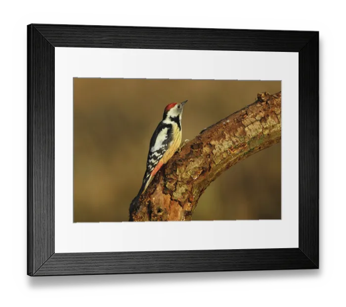 Framed Print : Middle woodpecker, Dendrocopos syriacus Framed Print : Middle woodpecker, Dendrocopos syriacus