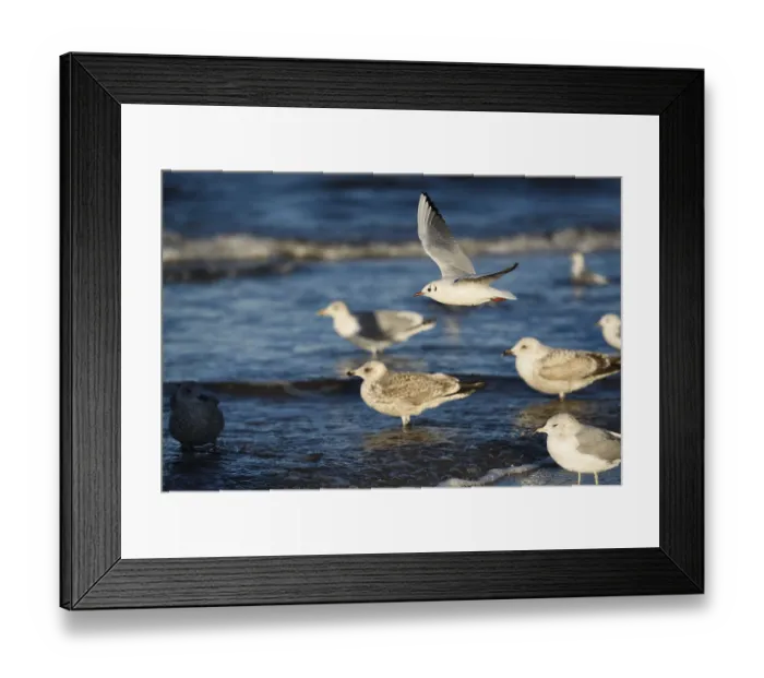 Framed Print : Bird tern (Sternidae) fly over sea and seagull