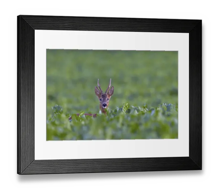 Framed Print : Roebuck (Capreolus capreolus) in a sugar beet field