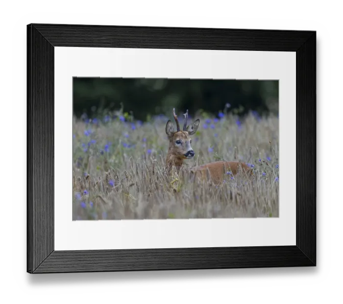 Framed Print : A very old roebuck (Capreolus capreolus) in a barley field with cornflowers (Centaurea cyanus) Framed Print : A very old roebuck (Capreolus capreolus) in a barley field with cornflowers (Centaurea cyanus)