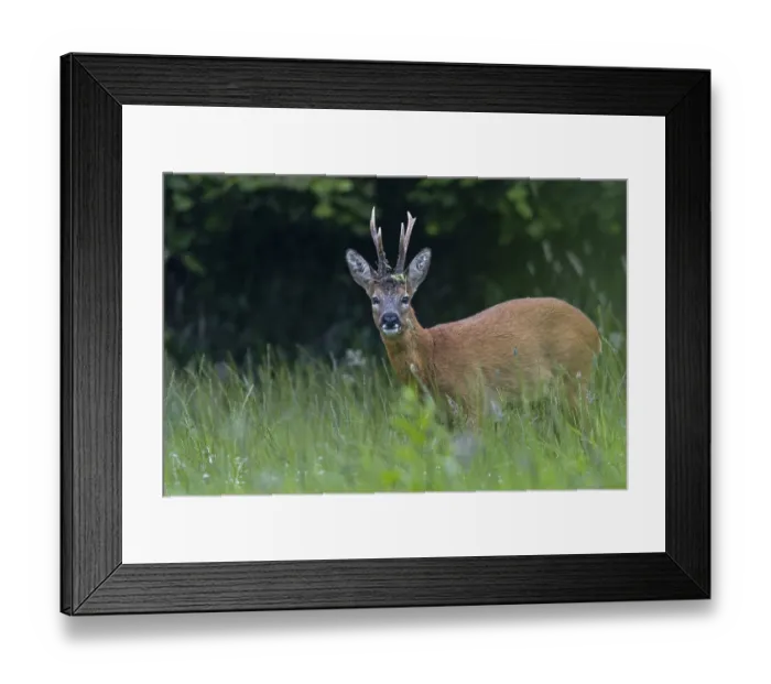 Framed Print : Roebuck (Capreolus capreolus) with unusual horns