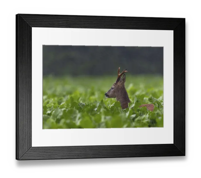 Framed Print : Something attracts the attention of the roebuck (Capeolus capreolus) Framed Print : Something attracts the attention of the roebuck (Capeolus capreolus)