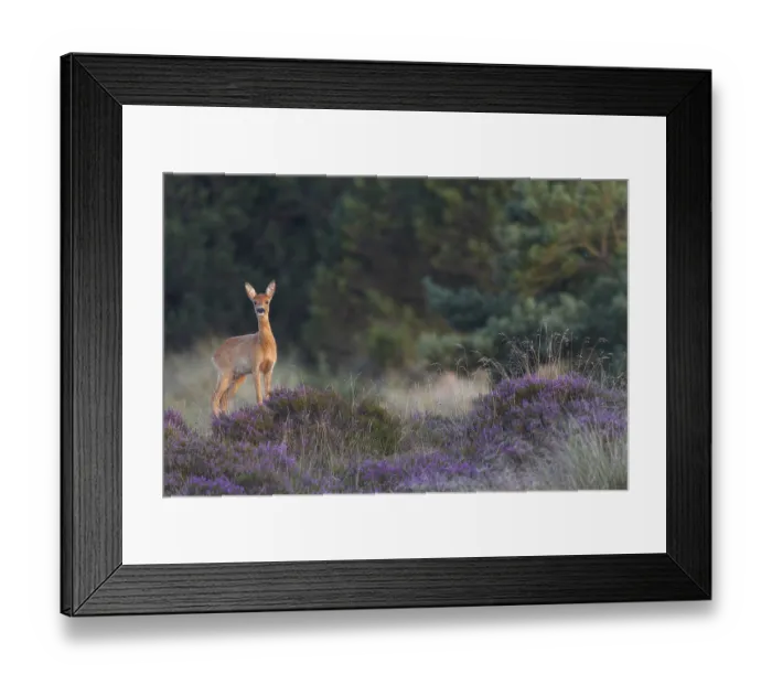 Framed Print : An annual doe (Capreolus capreolus) Framed Print : An annual doe (Capreolus capreolus)