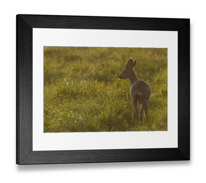 Framed Print : Roebuck (Capreolus capreolus) with velvet horns against the light