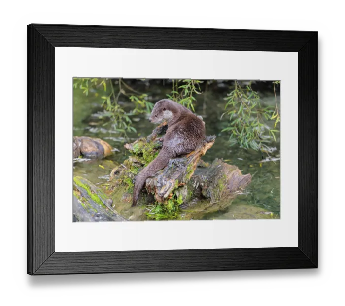 Framed Print : A Eurasian otter (Lutra lutra) rests on a root of a tree with some moss on it lying in the water