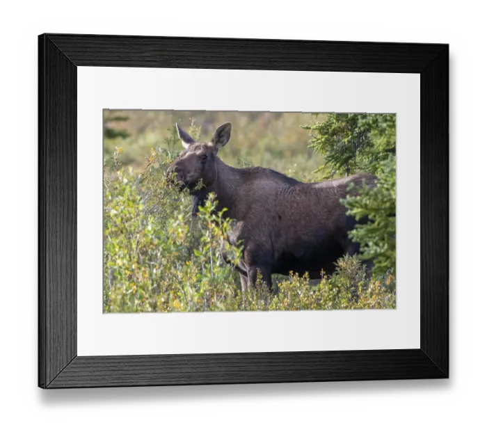 Framed Print : Moose (Alces alces), cow, female