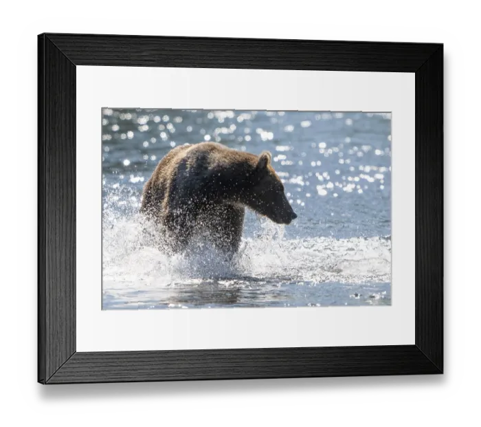 Framed Print : Kodiak bear (Ursus arctos middendorffi)