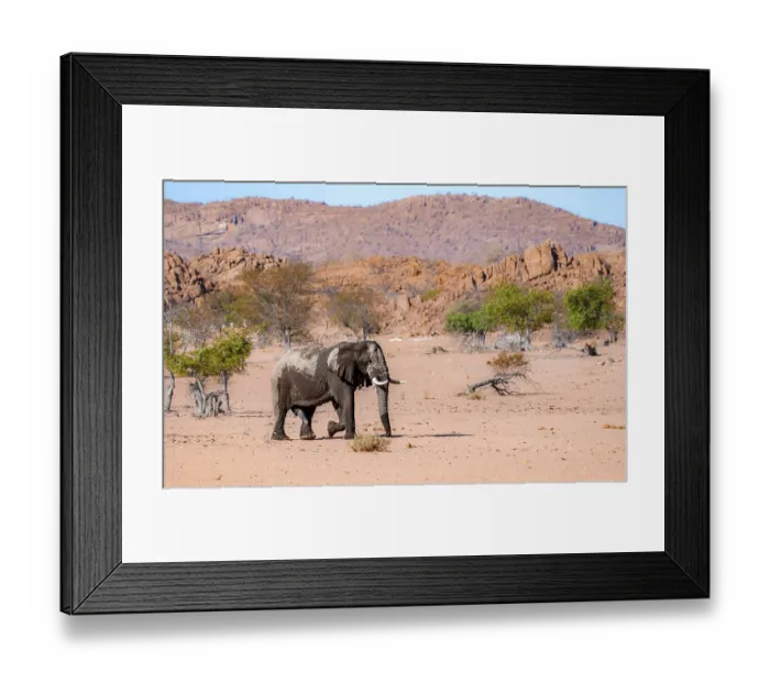 Framed Print : African elephant (Loxodonta africana) Framed Print : African elephant (Loxodonta africana)