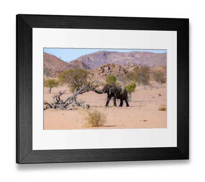 Framed Print : African elephant (Loxodonta africana)