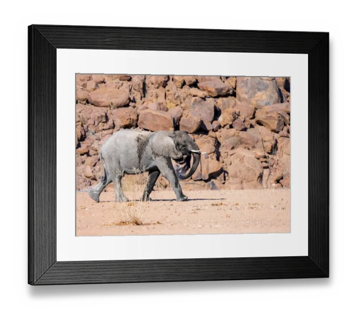Framed Print : Young African elephant (Loxodonta africana)