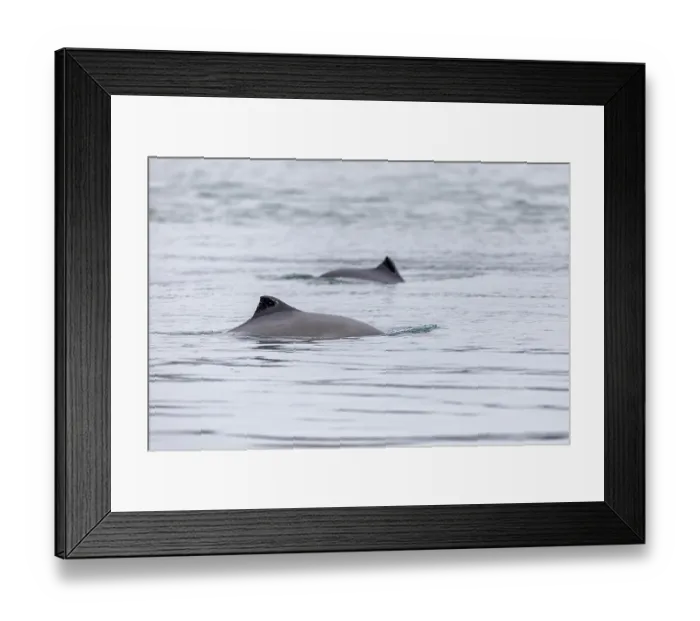 Framed Print : The Harbour porpoise (Phocoena phocoena) is a very small species of cetacean