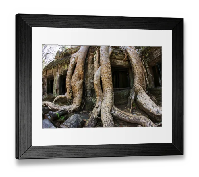Framed Print : Jungle tree covering the stones of the temple of Ta Prohm in Angkor Wat