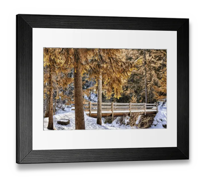 Framed Print : Brown walk path on wood bridge in a forest of green pines