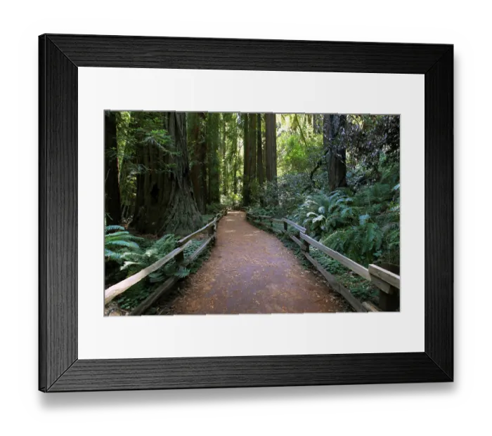 Framed Print : Hiking path through the redwood forest in Muir Woods National Monument