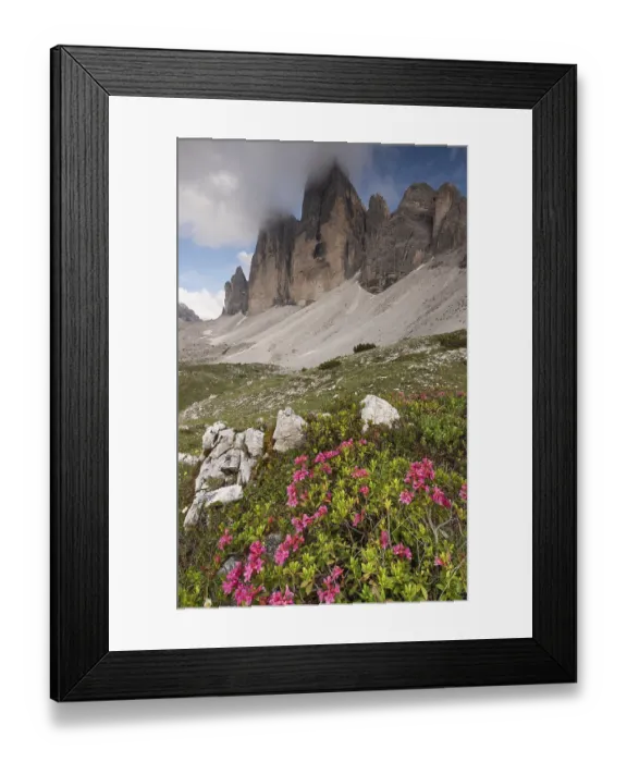 Framed Print : Colourful pink rhododendron blossoms bloom in front of imposing