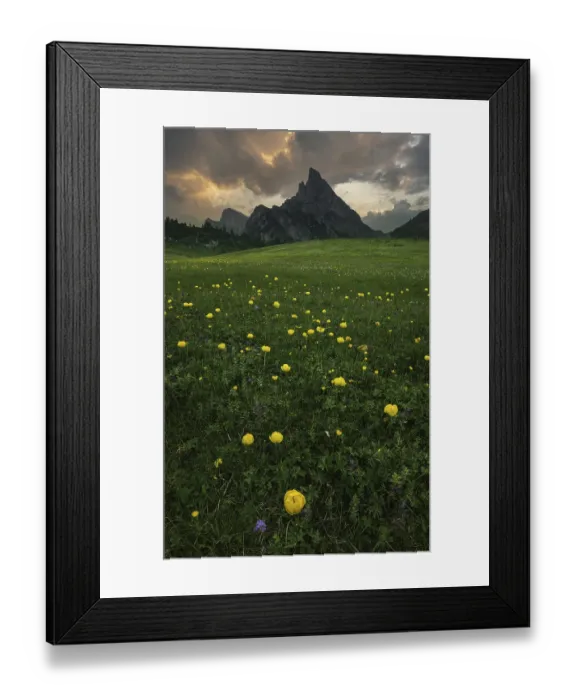Framed Print : A vast flower meadow with yellow blossoms stretches out against dramatic mountain peaks under a cloudy sky on the Passo Framed Print : A vast flower meadow with yellow blossoms stretches out against dramatic mountain peaks under a cloudy sky on the Passo